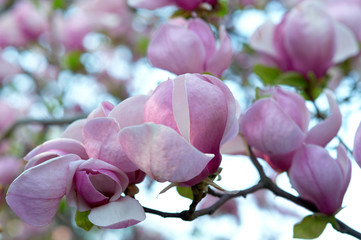 Bloomy magnolia tree with big pink flowers © sasapanchenko