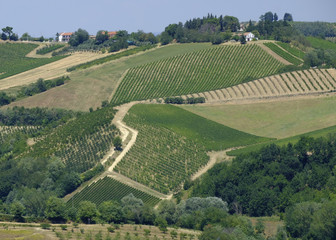 Landscape in Romagna at summer: vineyards