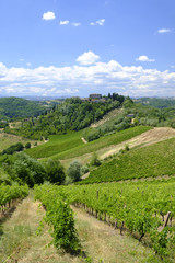 Fototapeta na wymiar Landscape in Romagna at summer: vineyards