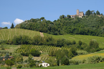 Landscape in Romagna at summer: vineyards