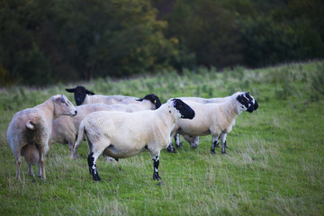 The Sheep of Wales 