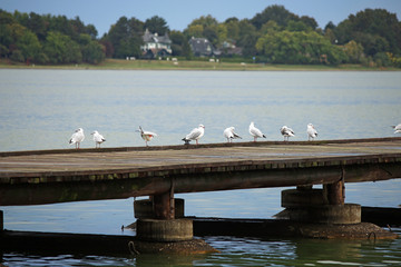Seagulls stand on the pier Palic lake Serbia