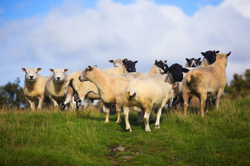 The Sheep of Wales 