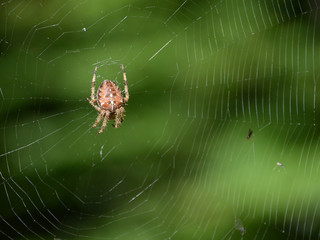 A spider in its net.