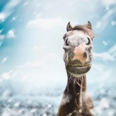 Foto auf Acrylglas Funny horse face Muzzle  with nose at winter and snow nature background. © VICUSCHKA