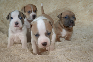 four adorable staffordshire terrier