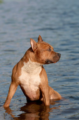 The American Staffordshire Terrier cooling down
