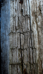 Texture of old gray wooden fence panels. Rustic background.