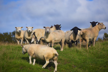 The Sheep of Wales 