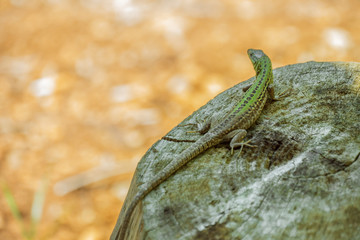 green lizard Lacerta viridis closeup