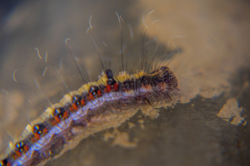 beautiful caterpillar closeup