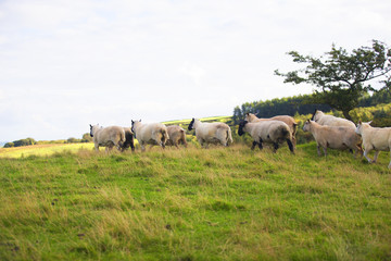 The Sheep of Wales 