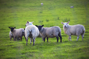 The Sheep of Wales 