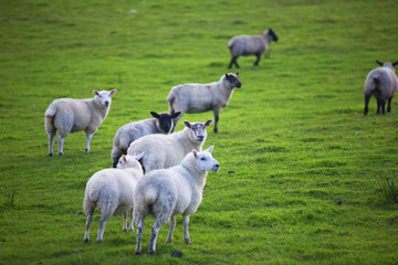 Obraz premium The Sheep of Wales 