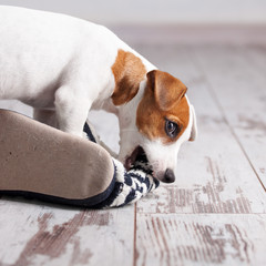 Puppy gnawing at slippers