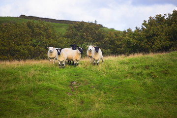 Obraz premium The Sheep of Wales 