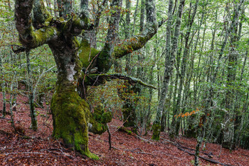 Hayedo. Bosque de hayas. Fagus sylvatica. Comarca de Riaño, León, España.
