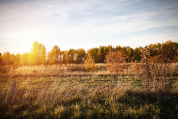 Fototapeta premium autumn road 