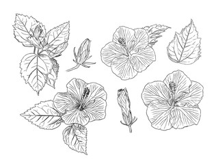 Set of Chinese Hibiscus hand draw sketch vector.