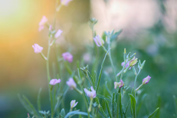 Fototapeta premium Beautiful little purple matthiola flowers among the garden greenery