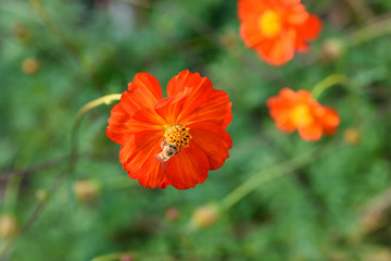 Orange flowers and bees