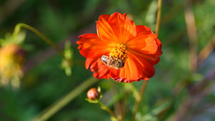 Orange flowers and bees