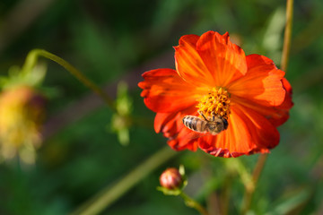 Orange flowers and bees