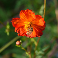 Orange flowers and bees