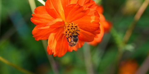 Orange flowers and bees
