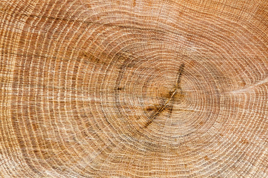 Corte en tronco de roble. Quercus.
