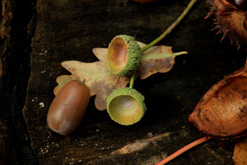 Acorns on a tree