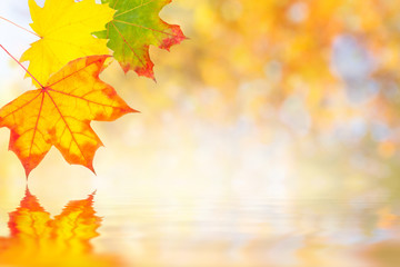 Autumn leaves reflection in water