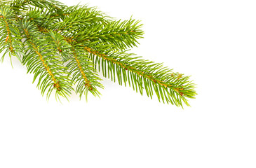 Fir tree branch isolated on a white background.