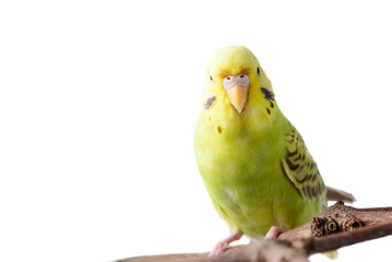 Yellow Budgerigar bird isolated on white