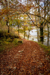 Fall road