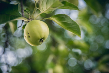 Green apple on bunch