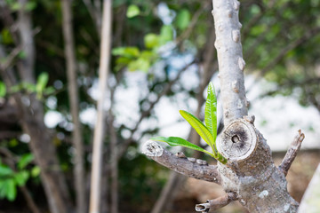 Seedling growing sprout (tree) with blurred background