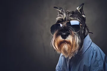 Fototapeten Ein Hund, gekleidet in ein blaues Hemd und eine Sonnenbrille. © Fxquadro