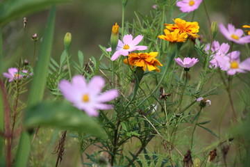 Tagetes flowers closeup