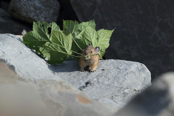 Pika Glacier NP Montana USA