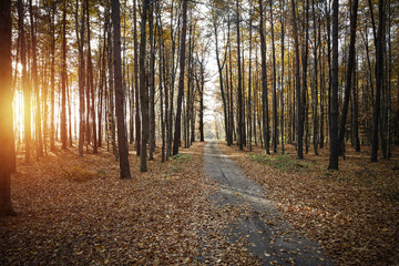 Obraz premium autumn road 