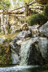 white cheeked gibbon sitting in jungles surroundings, near waterfall, wild nature