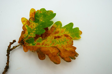 oak leaves isolated