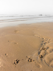 dog paws shapes long the beach next to the sea