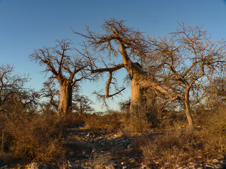 Sunset on baobabs at Kubu island camp site, Sowa pan