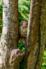 Baby Barbary Macaque