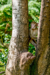 Baby Barbary Macaque