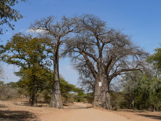 Fototapeta na wymiar Road between twin baobabs near Linyanti river in Botswana