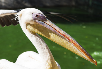 portrait of a white pelican on a summer day