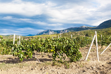 Fototapeta na wymiar vineyard of winery farm Alushta in Crimea